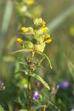 Rhinanthus minor