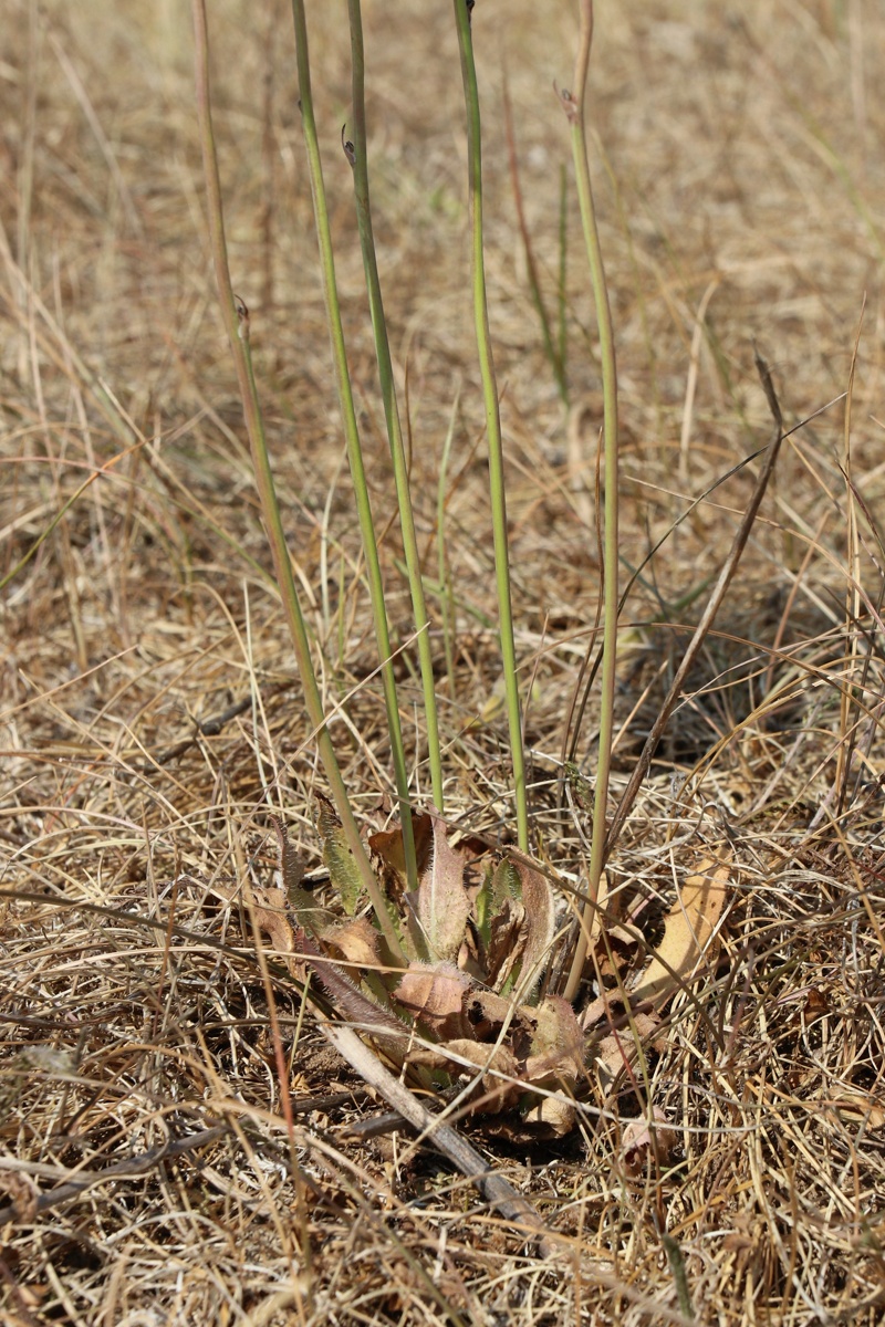 Image of Hypochaeris radicata specimen.