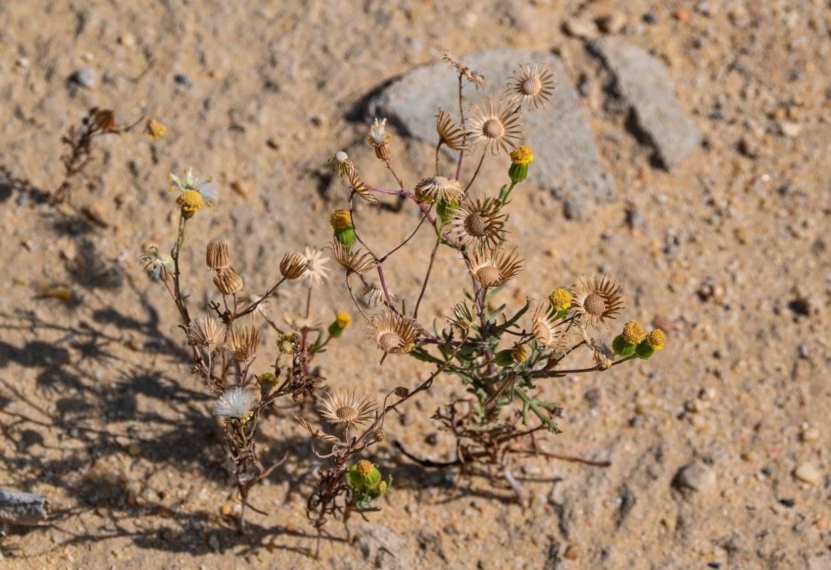 Изображение особи Senecio glaucus.