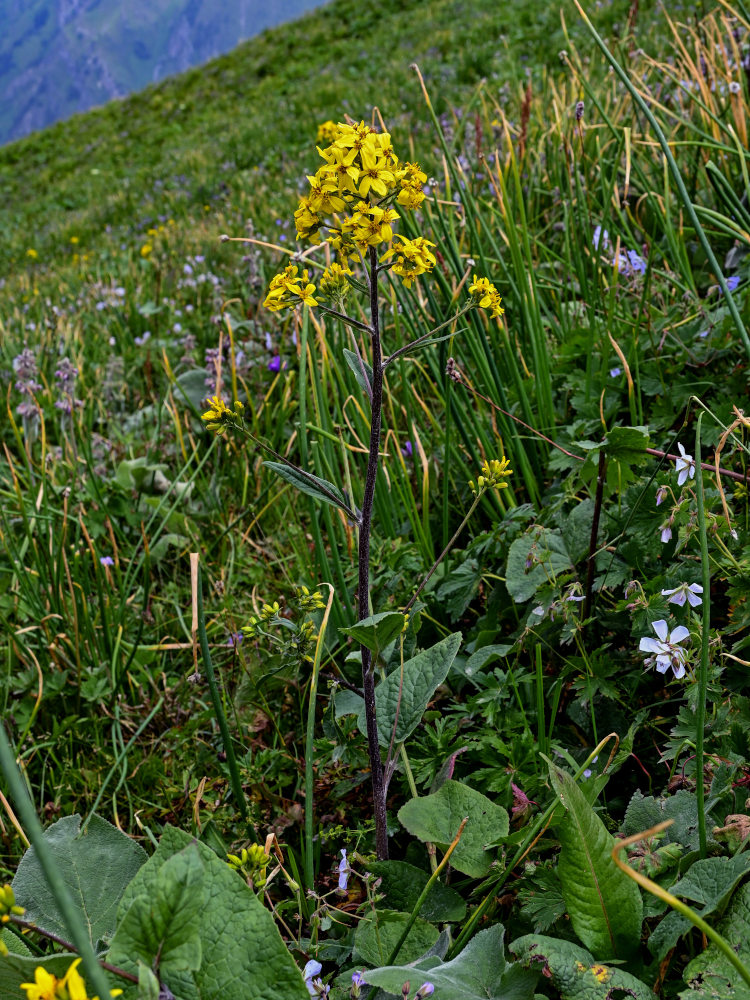 Изображение особи Ligularia thomsonii.