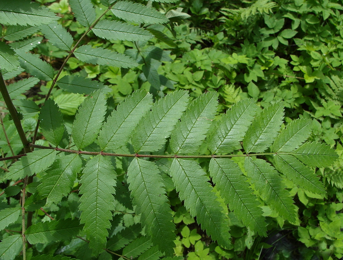 Изображение особи Sorbus aucuparia.