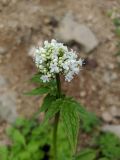 Valeriana colchica