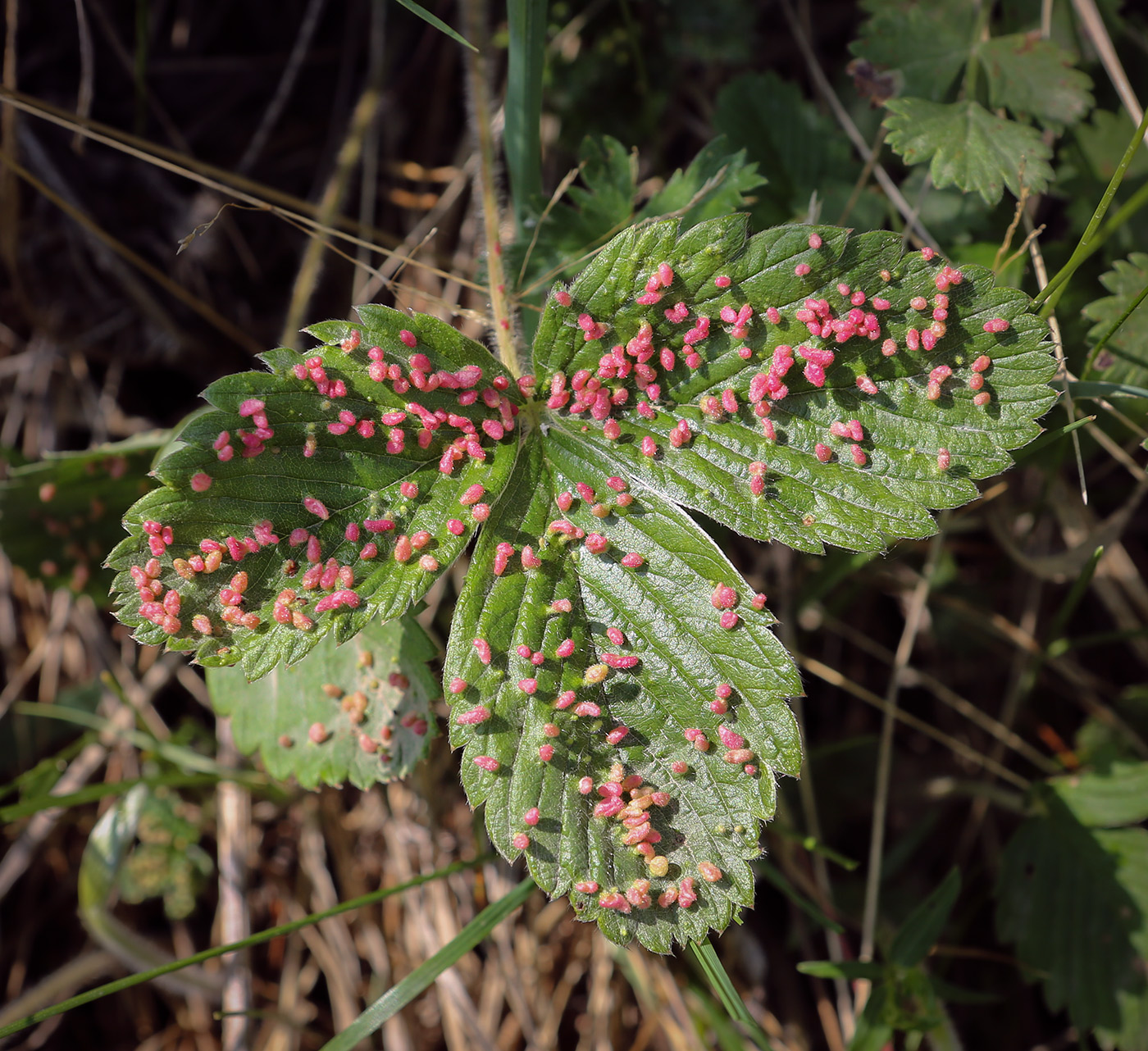 Image of Fragaria viridis specimen.