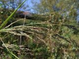 Agrostis clavata. Часть соцветия и листа. Магаданская обл., г. Магадан, окр. мкр-на Солнечный, на лесной дороге. 06.09.2022.