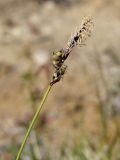 Carex vanheurckii