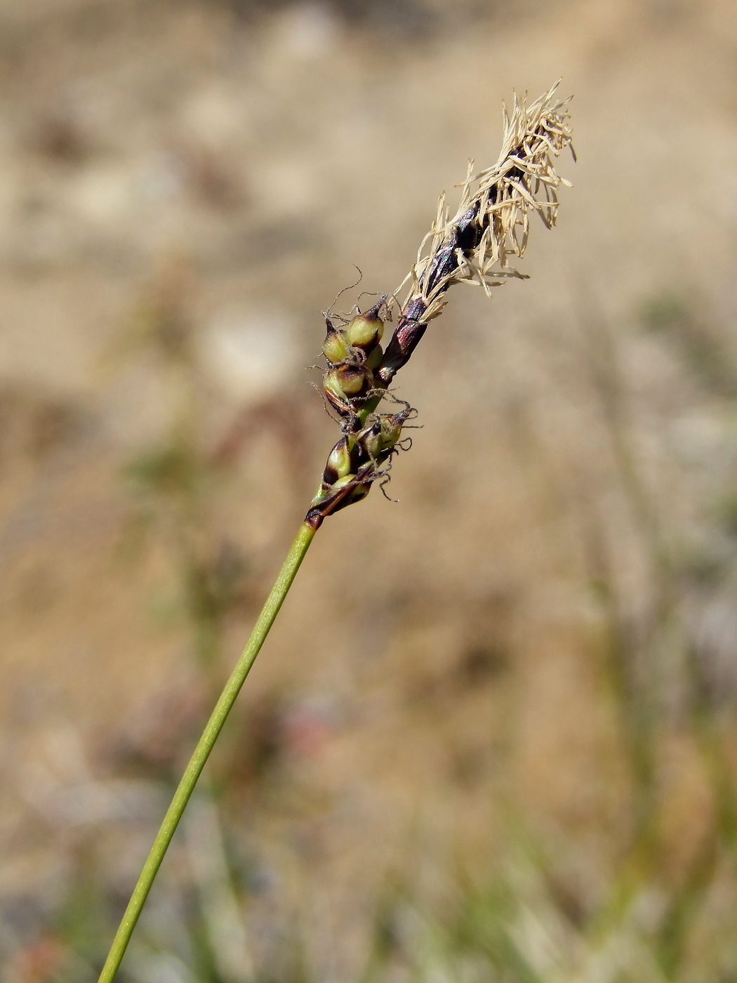 Image of Carex vanheurckii specimen.