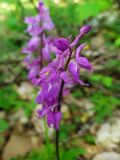 Orchis mascula