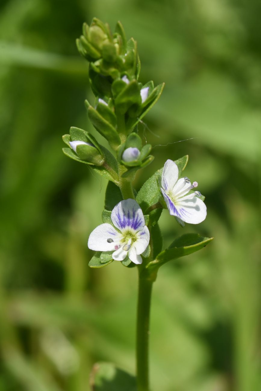 Изображение особи Veronica serpyllifolia.