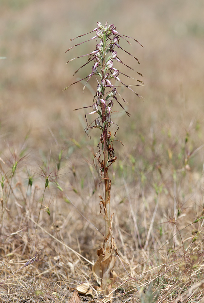 Image of Himantoglossum caprinum specimen.