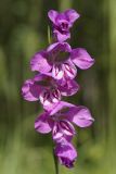 Смотреть изображение Gladiolus imbricatus