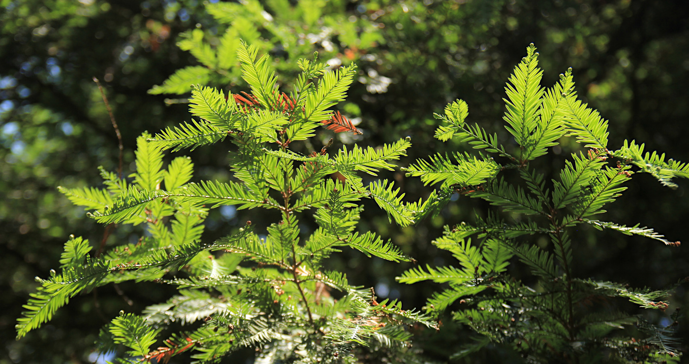 Image of Sequoia sempervirens specimen.