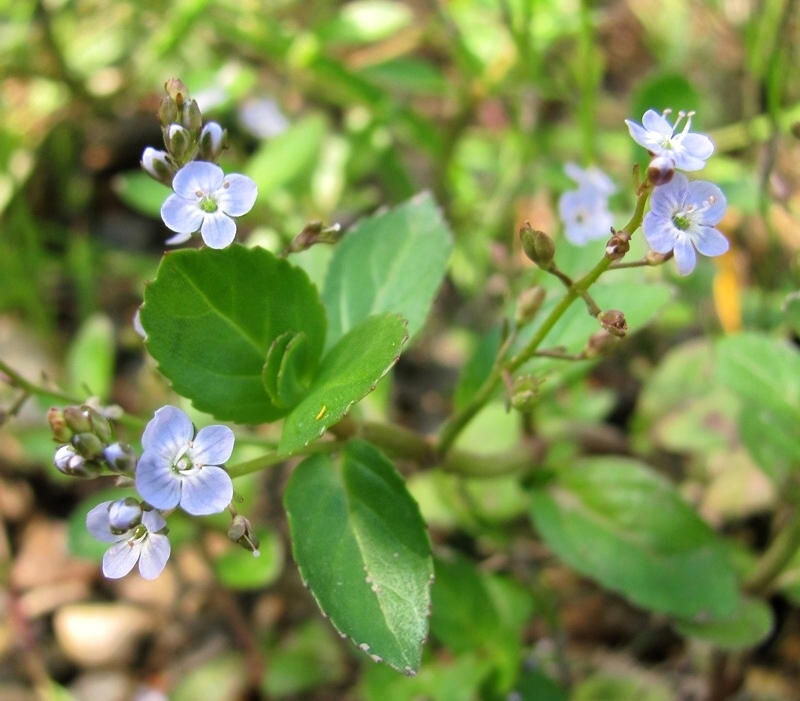 Image of Veronica beccabunga specimen.