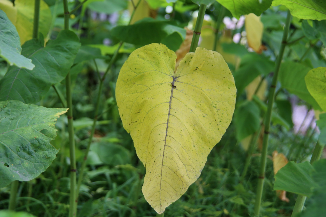 Изображение особи Reynoutria sachalinensis.