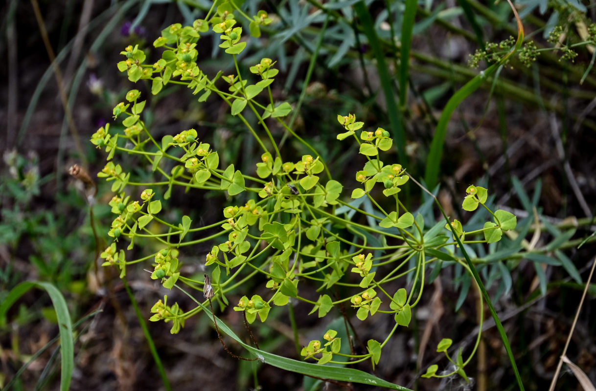 Изображение особи род Euphorbia.