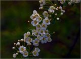 Spiraea × cinerea