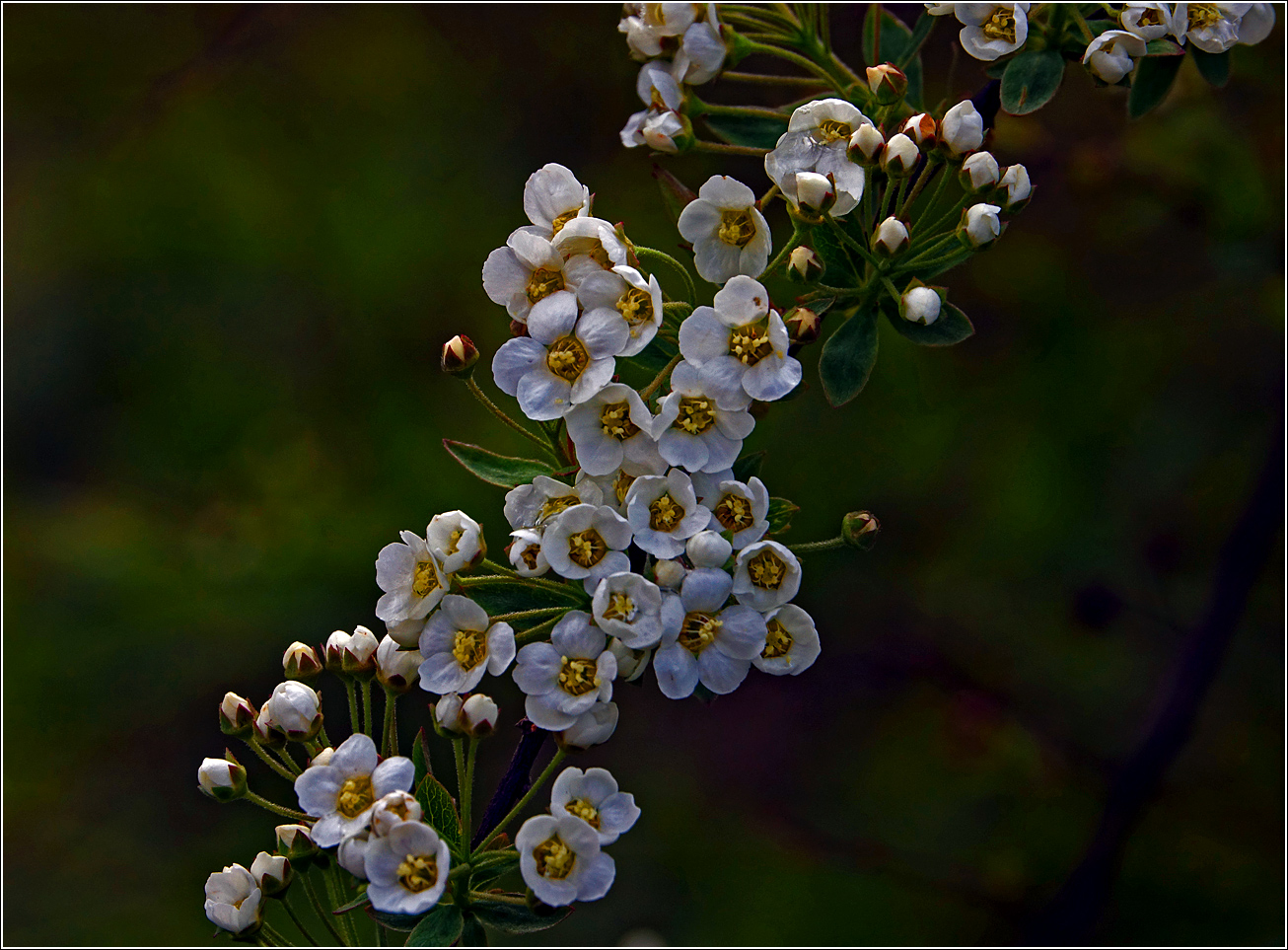 Image of Spiraea &times; cinerea specimen.