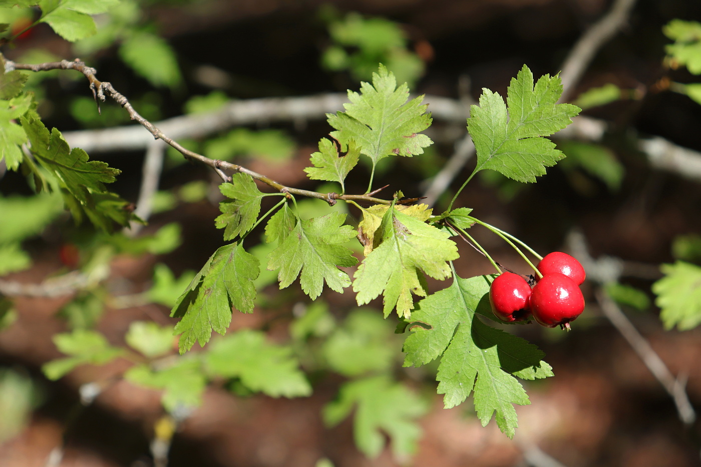 Image of Crataegus microphylla specimen.