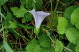 Calystegia inflata. Цветок (растение на побеге Rubus). Курильские о-ва, о-в Итуруп, долина р. Водопадная, опушка лиственного леса. 20.08.2023.