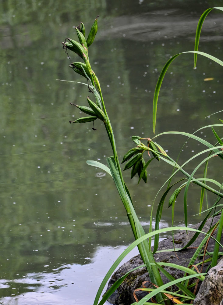 Image of genus Iris specimen.