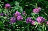 Trifolium pratense. Соцветия и листья. Костромская обл., г. Кострома, устье р. Кострома, луг. 29.06.2024.