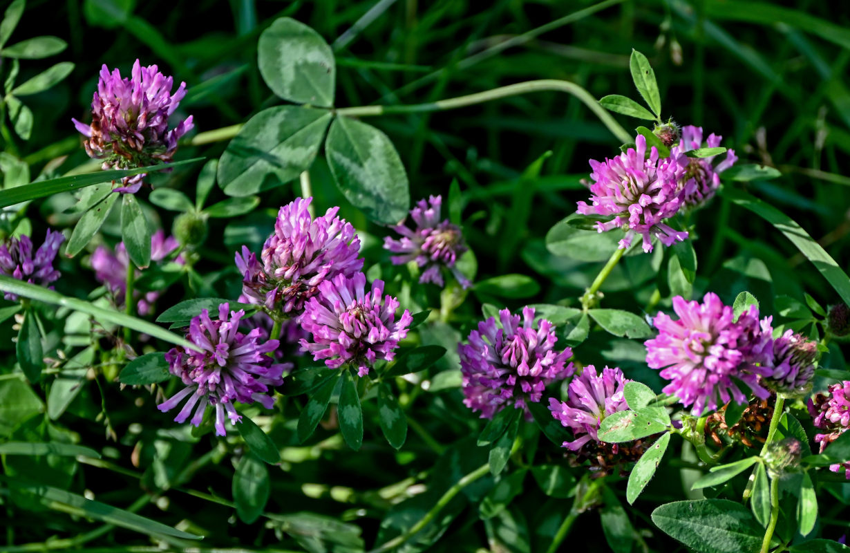 Изображение особи Trifolium pratense.