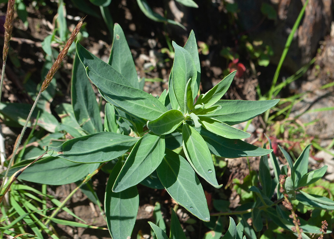 Image of Chamaenerion latifolium specimen.