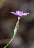 genus Dianthus