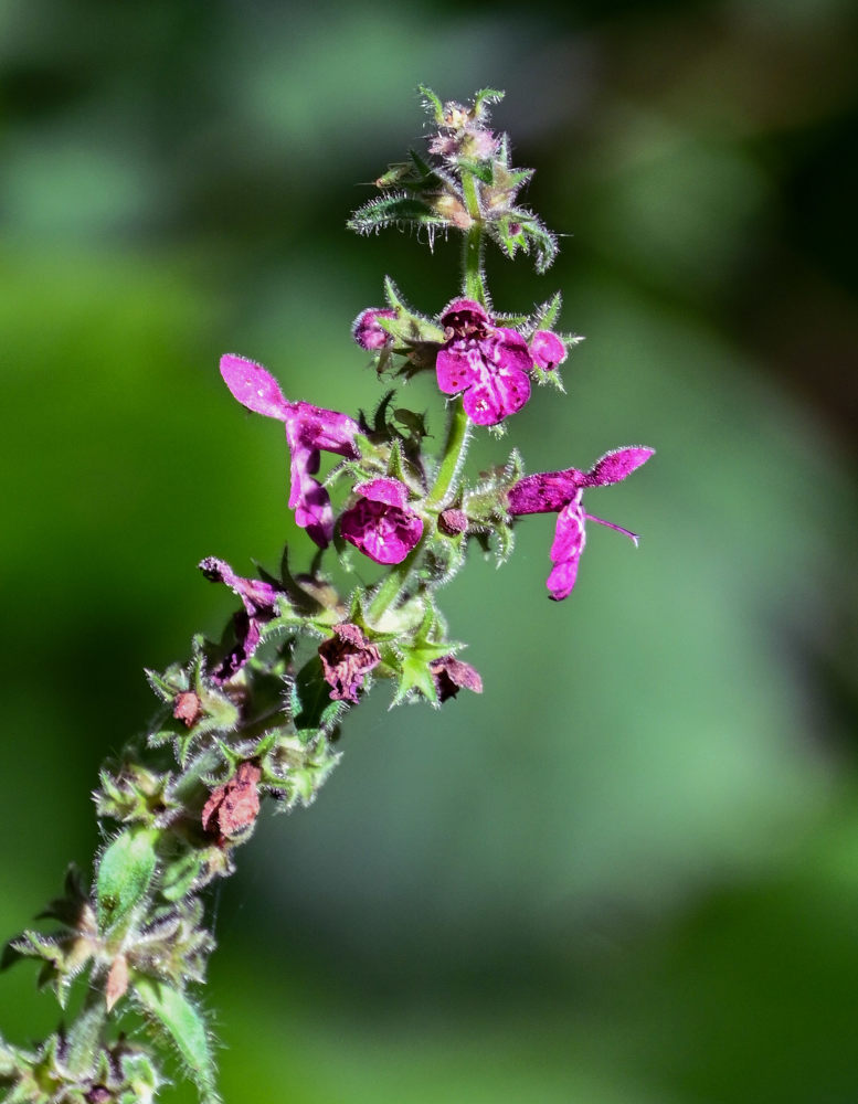 Изображение особи Stachys sylvatica.