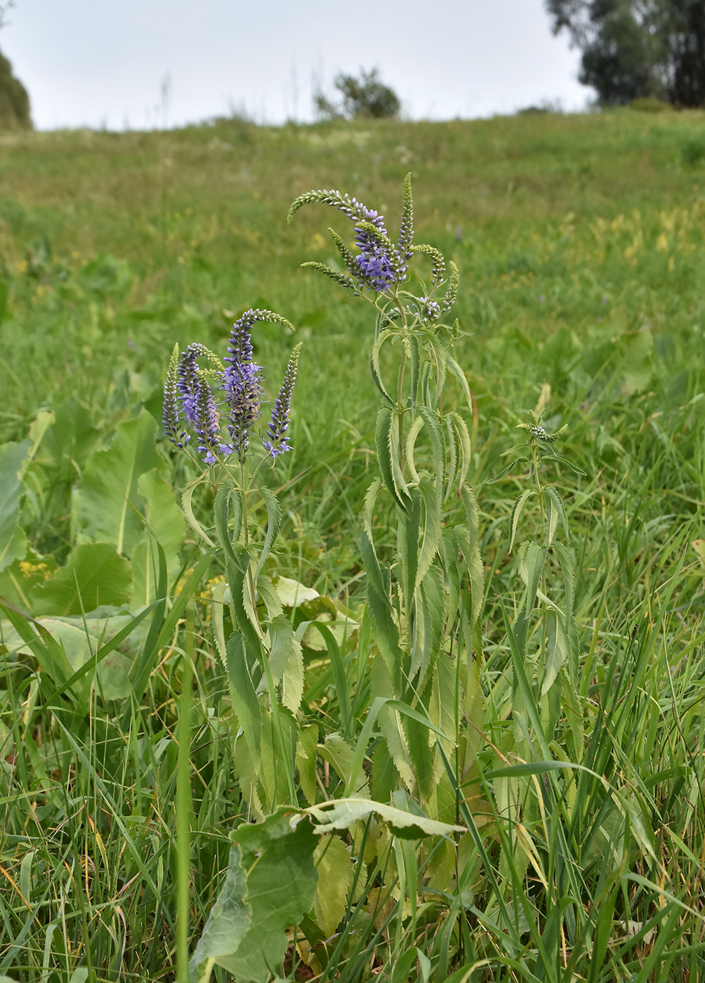 Изображение особи Veronica longifolia.