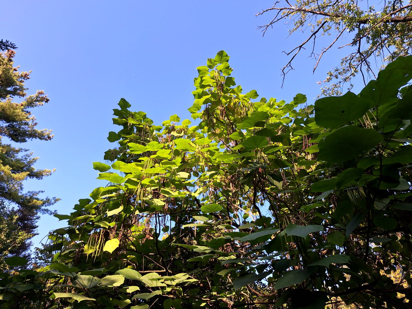 Изображение особи Catalpa bungei.