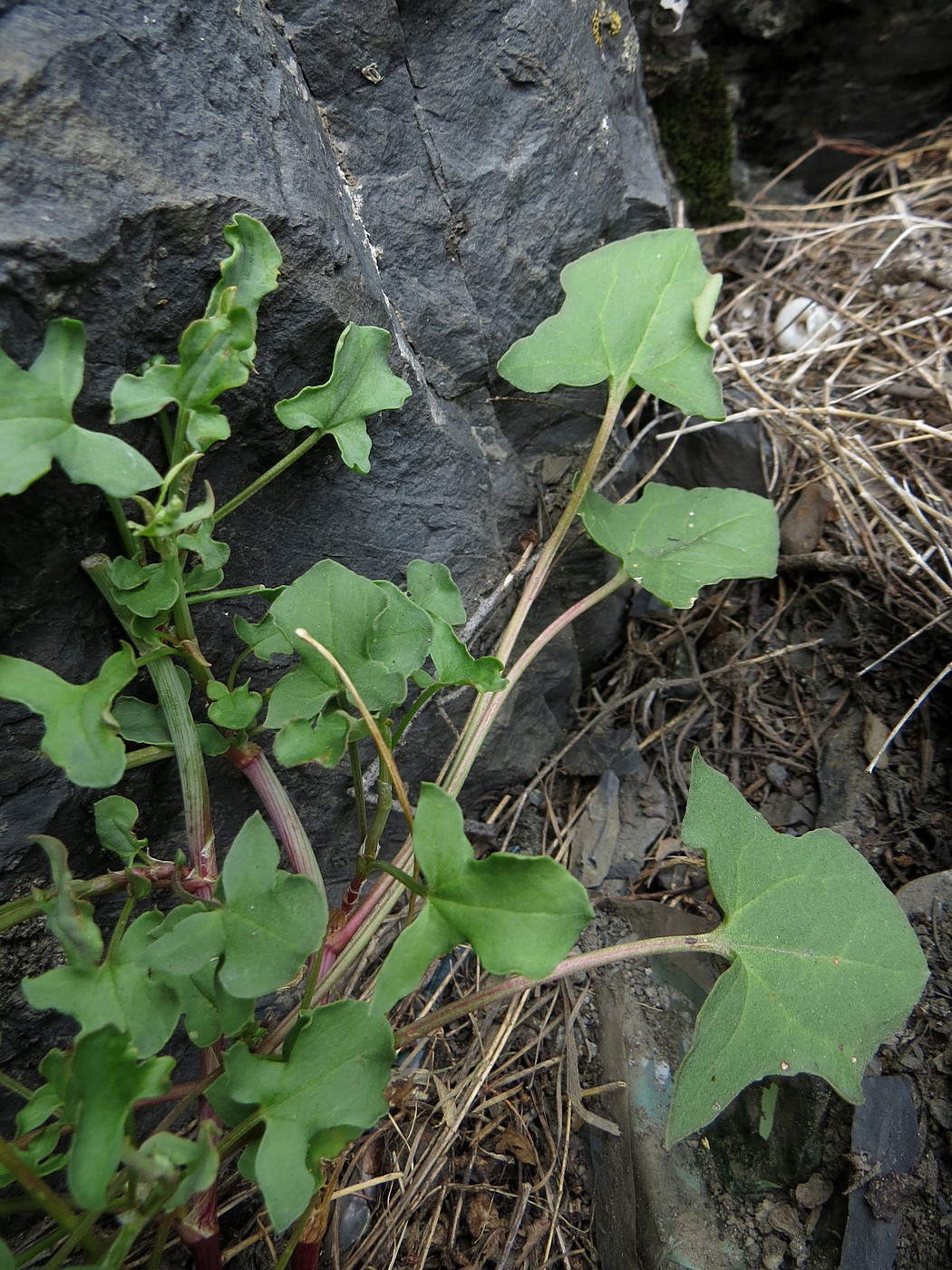 Image of Rumex scutatus specimen.