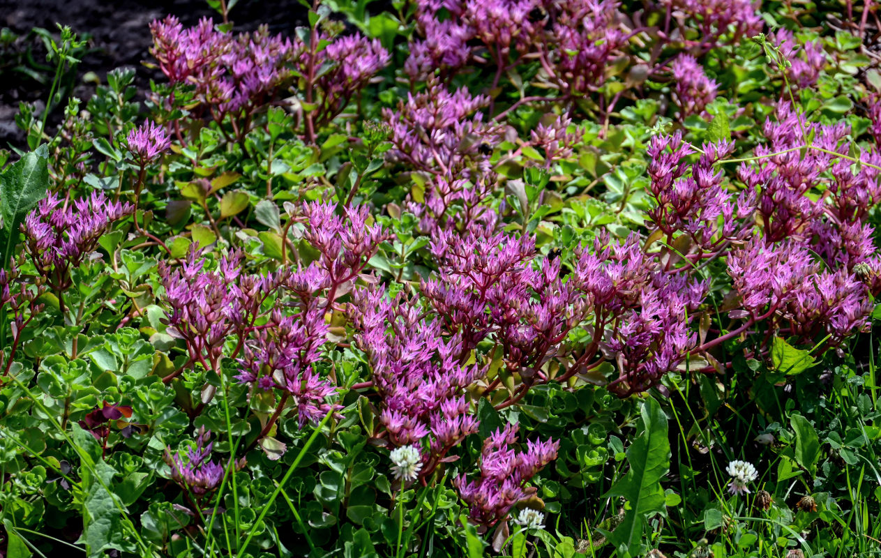 Image of Sedum spurium specimen.