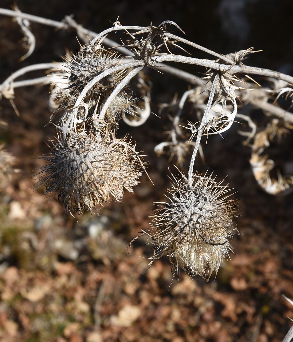 Изображение особи семейство Asteraceae.