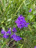 Delphinium consolida