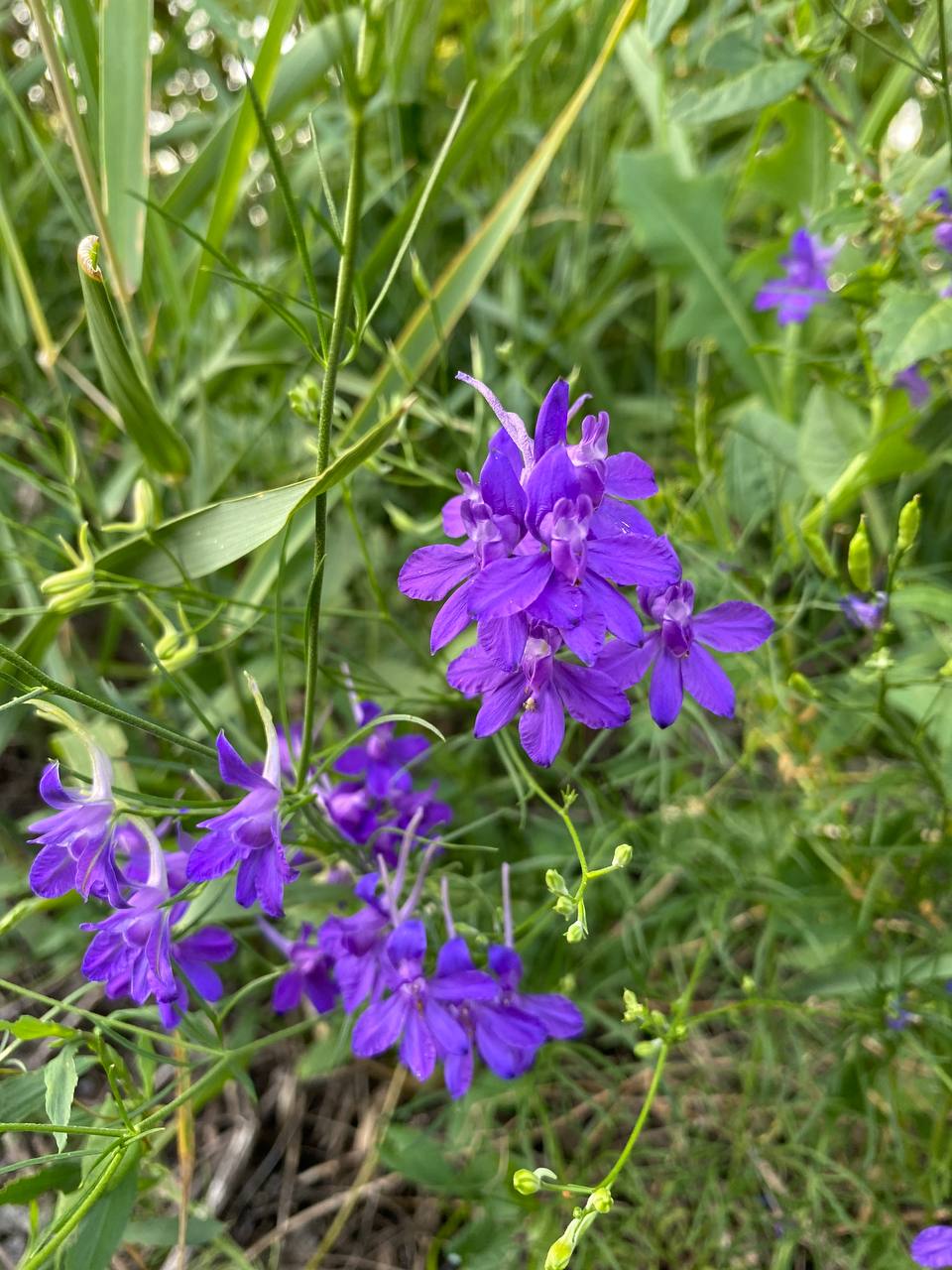 Image of Delphinium consolida specimen.