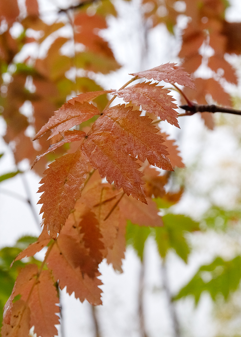 Image of Sorbus aucuparia ssp. glabrata specimen.