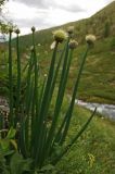 Allium altaicum