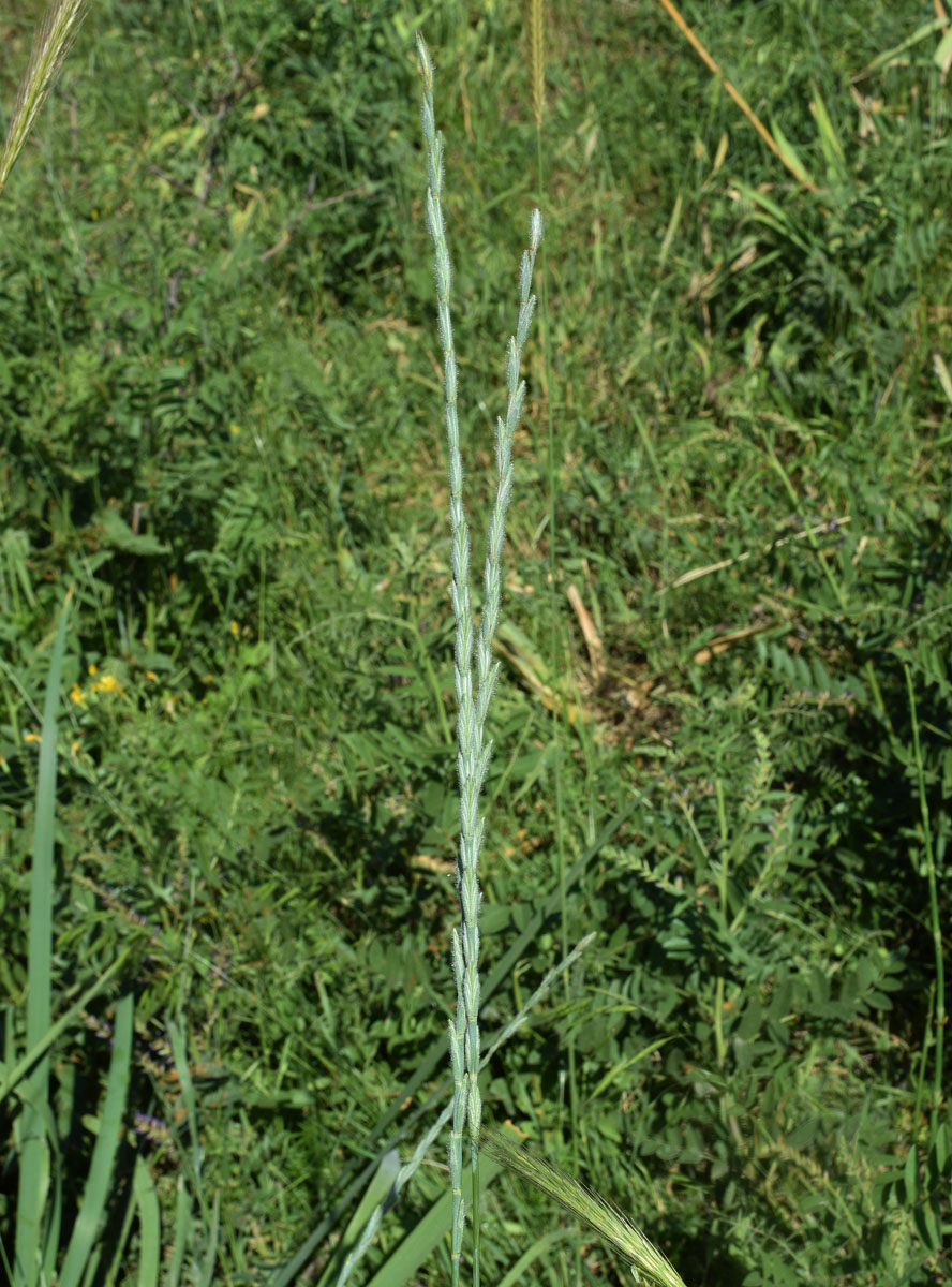 Изображение особи Elytrigia trichophora.