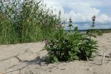 Stachys palustris