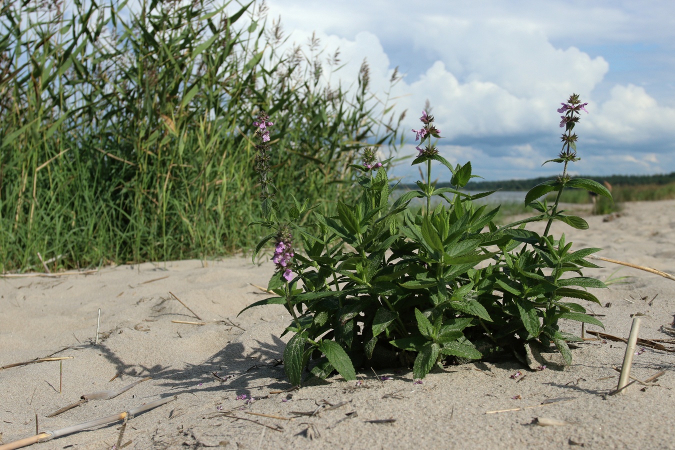 Image of Stachys palustris specimen.