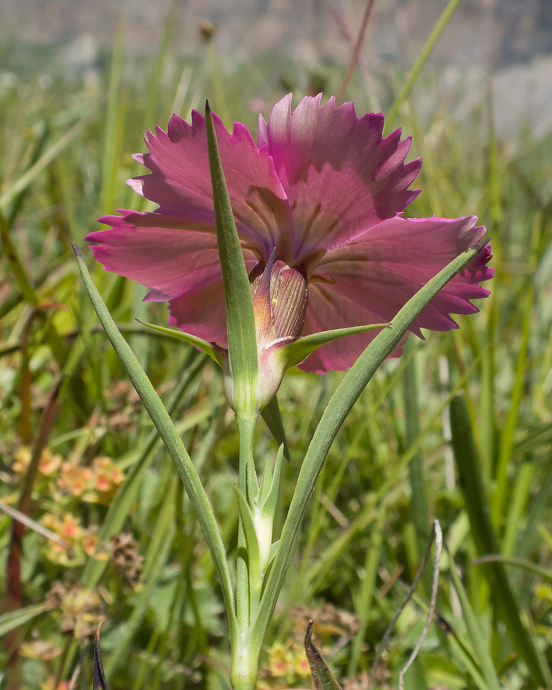 Image of Dianthus oschtenicus specimen.