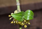 Cornus mas