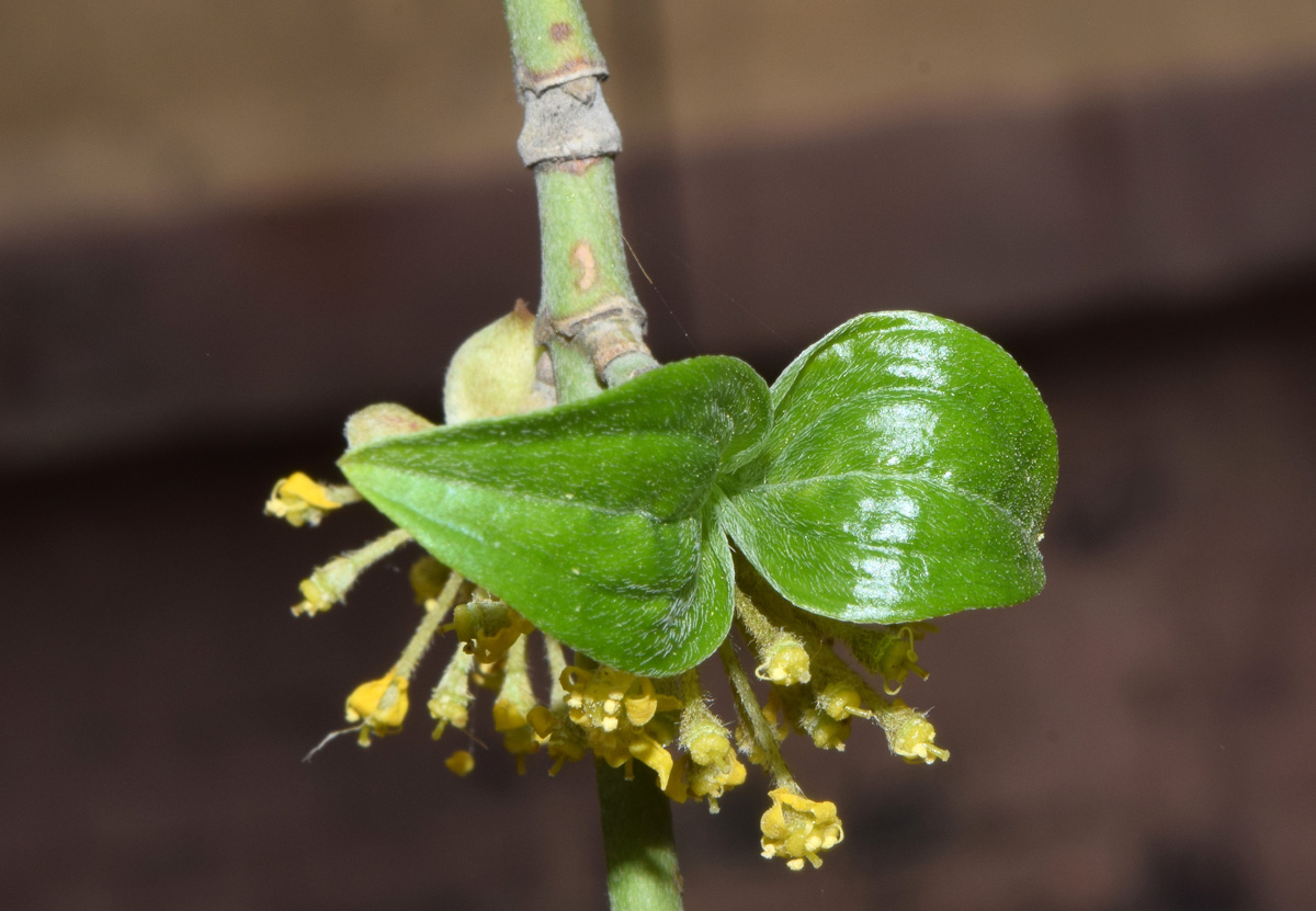 Image of Cornus mas specimen.