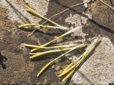 View full-size image Tragopogon brevirostris