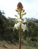 Смотреть изображение Eremurus lactiflorus