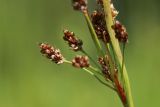 View full-size image Luzula multiflora