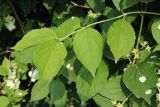View full-size image Philadelphus coronarius