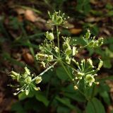 Смотреть изображение Ostericum maximowiczii