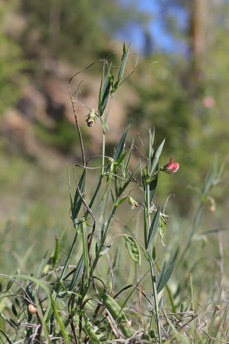 Изображение особи Lathyrus cicera.