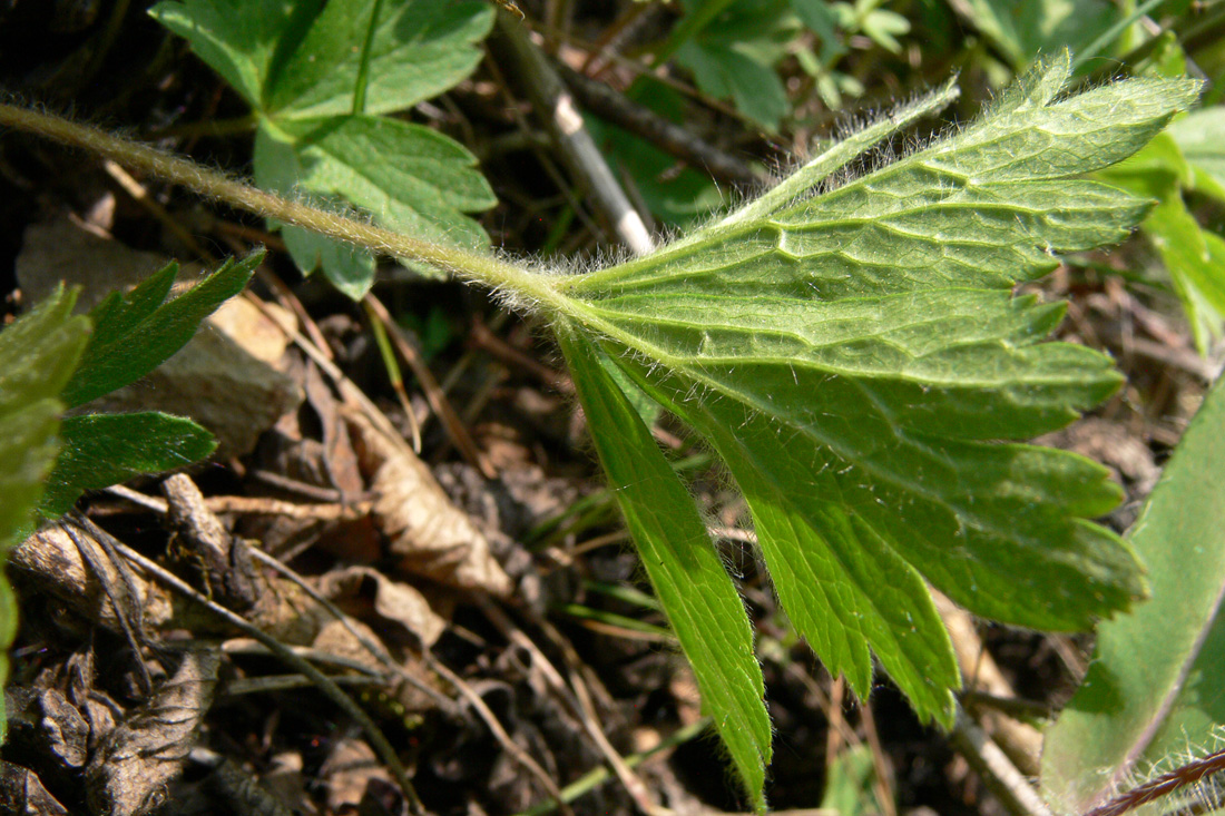 Image of Anemone sylvestris specimen.